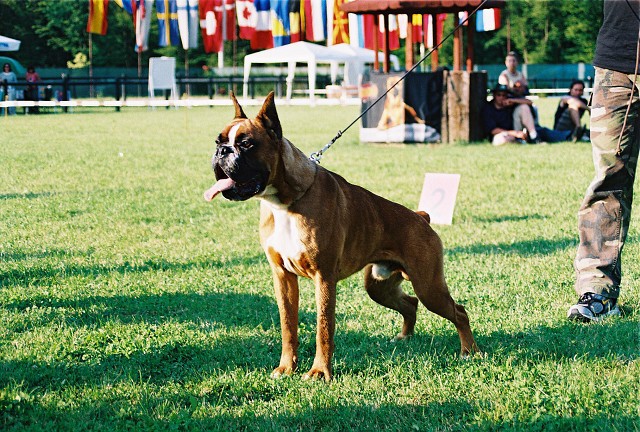 Kynologická revue - www.dogsk.sk
