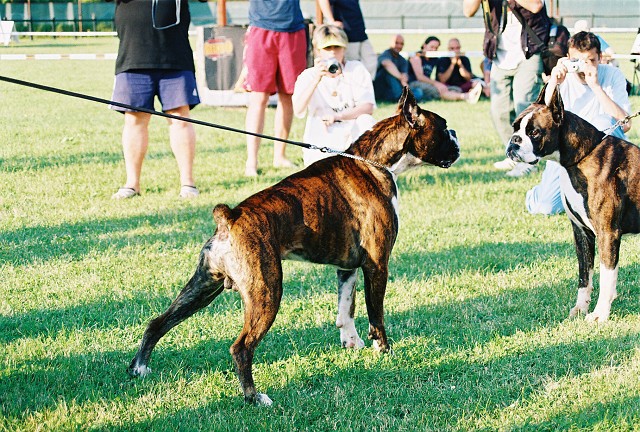 Kynologická revue - www.dogsk.sk