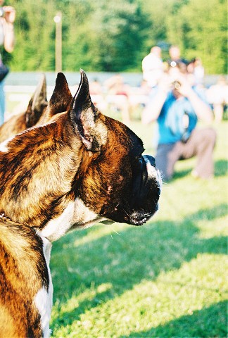 Kynologická revue - www.dogsk.sk