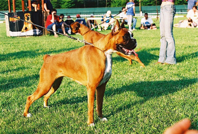 Kynologická revue - www.dogsk.sk