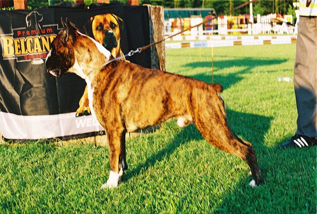 Kynologická revue - www.dogsk.sk
