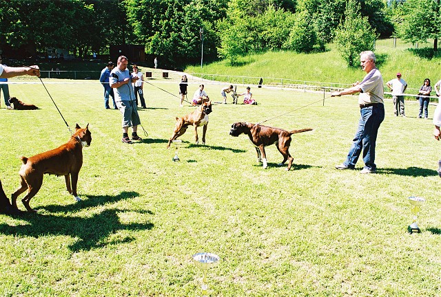 Slovenský boxer klub - www.dogsk.sk/boxer
