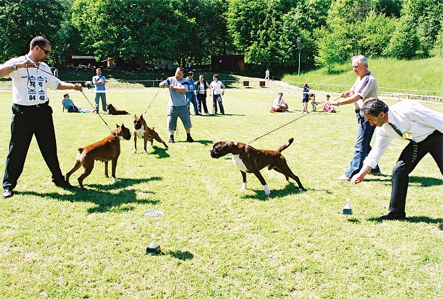 Slovenský boxer klub - www.dogsk.sk/boxer