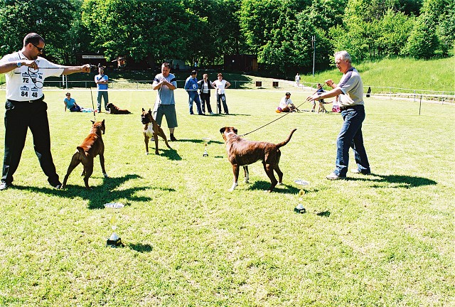 Slovenský boxer klub - www.dogsk.sk/boxer