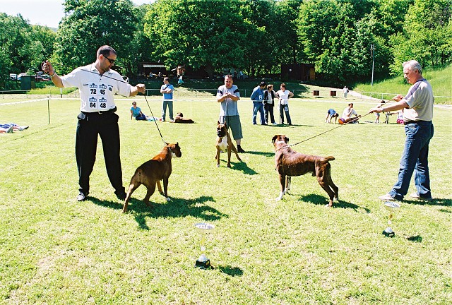 Slovenský boxer klub - www.dogsk.sk/boxer