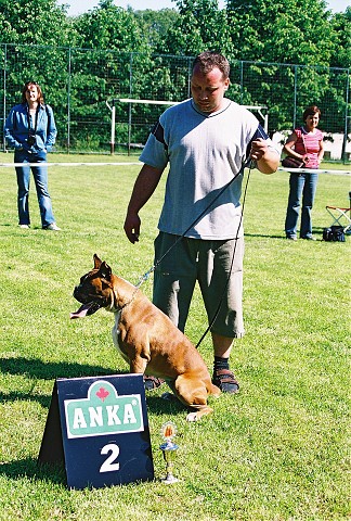 Slovenský boxer klub - www.dogsk.sk/boxer