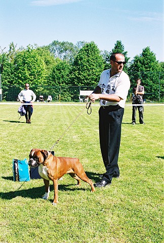 Slovenský boxer klub - www.dogsk.sk/boxer