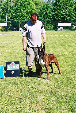Slovenský boxer klub - www.dogsk.sk/boxer