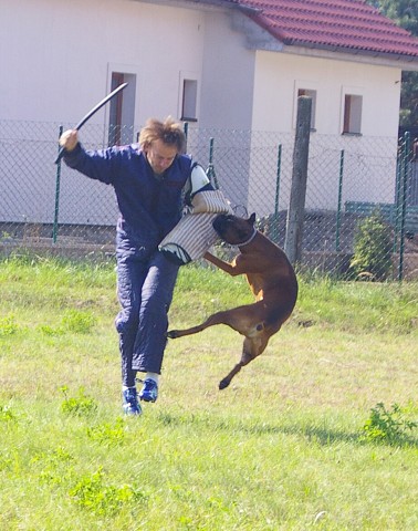 Slovenský boxer klub 