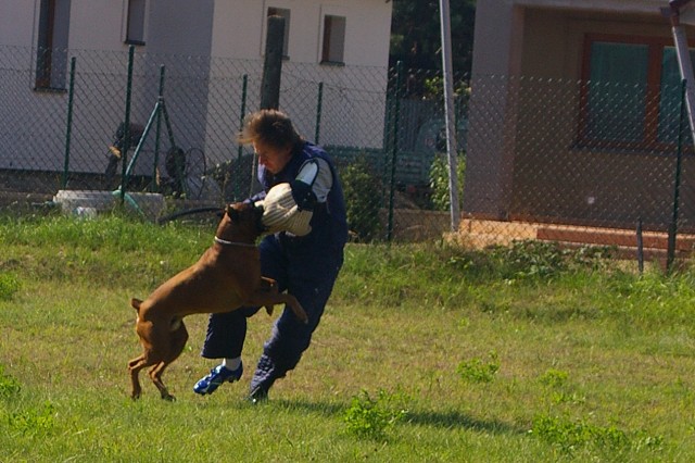 Slovenský boxer klub 