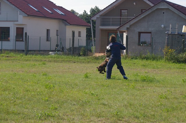 Slovenský boxer klub 