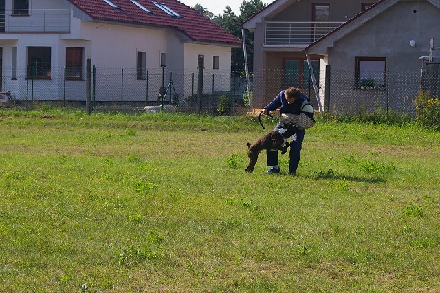 Slovenský boxer klub 