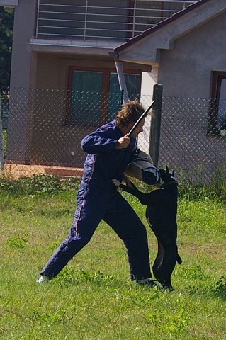 Slovenský boxer klub 