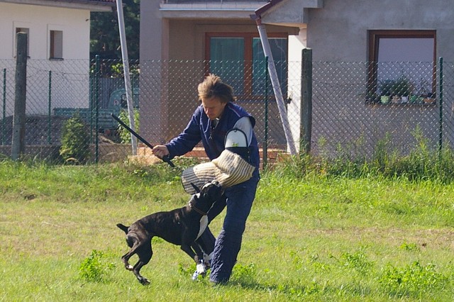 Slovenský boxer klub 