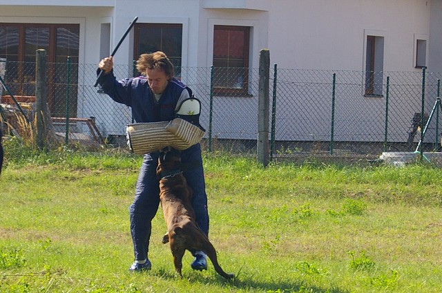 Slovenský boxer klub 