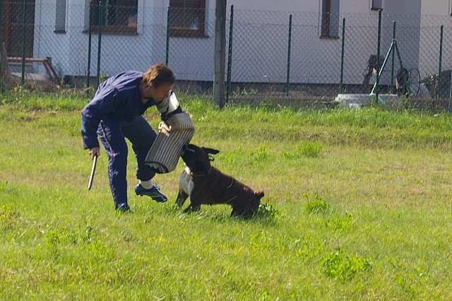 Slovenský boxer klub 