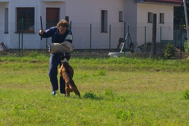 Slovenský boxer klub 