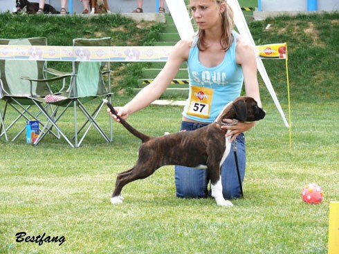 www.boxerklub.sk