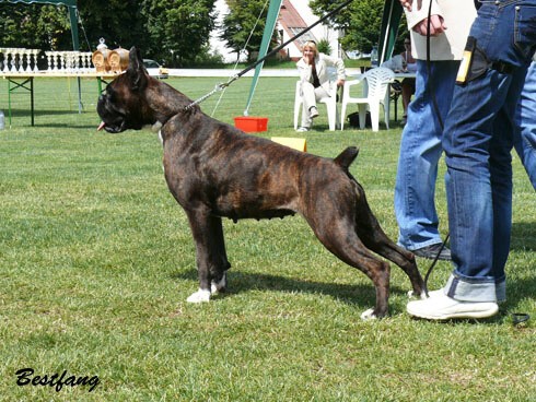 www.boxerklub.sk