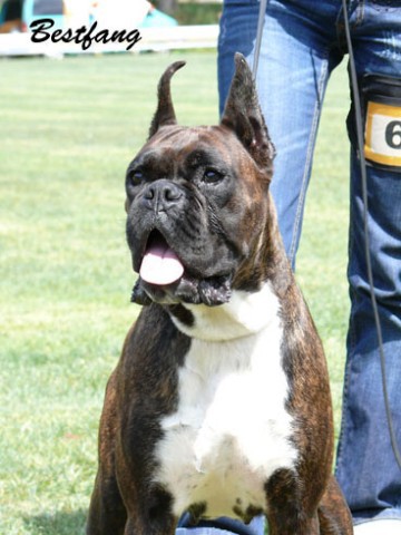 www.boxerklub.sk