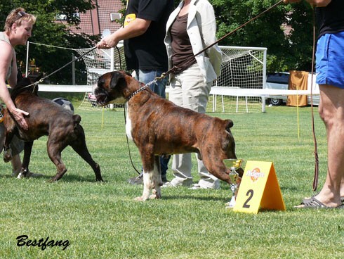 www.boxerklub.sk