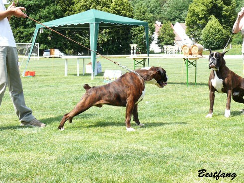 www.boxerklub.sk