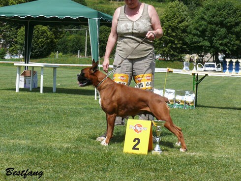 www.boxerklub.sk