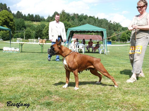 www.boxerklub.sk