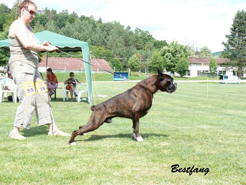 www.boxerklub.sk