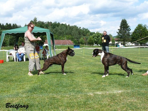 www.boxerklub.sk