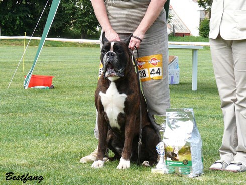 www.boxerklub.sk