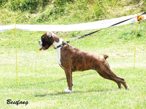www.boxerklub.sk