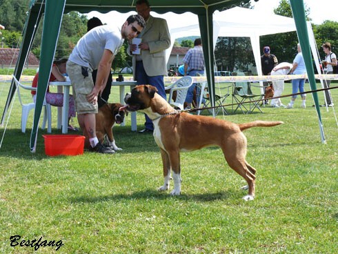 www.boxerklub.sk
