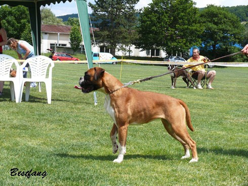 www.boxerklub.sk