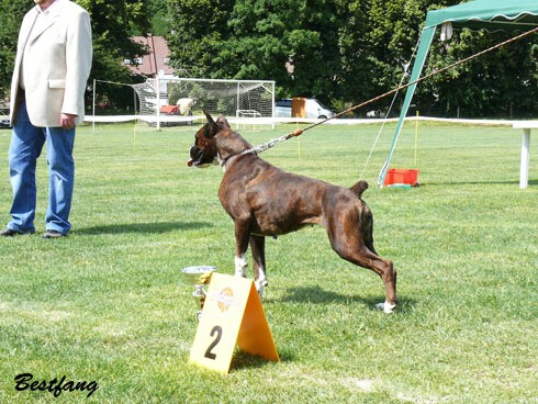 www.boxerklub.sk