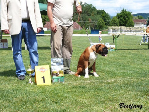 www.boxerklub.sk