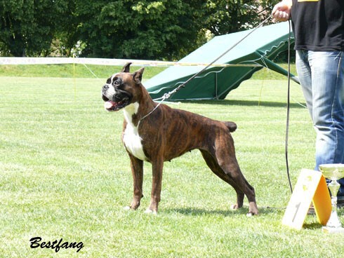www.boxerklub.sk