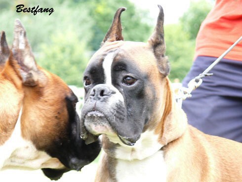 www.boxerklub.sk