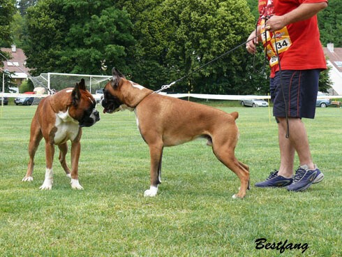 www.boxerklub.sk