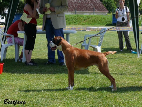 www.boxerklub.sk