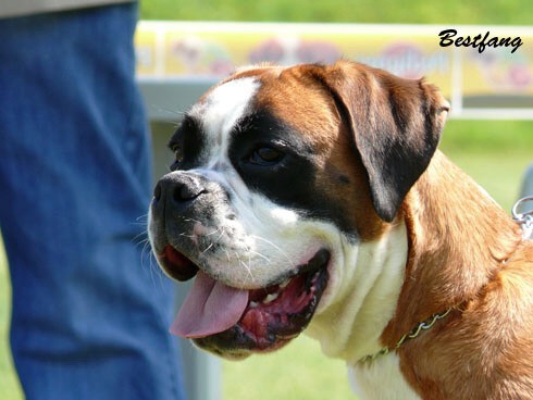 www.boxerklub.sk