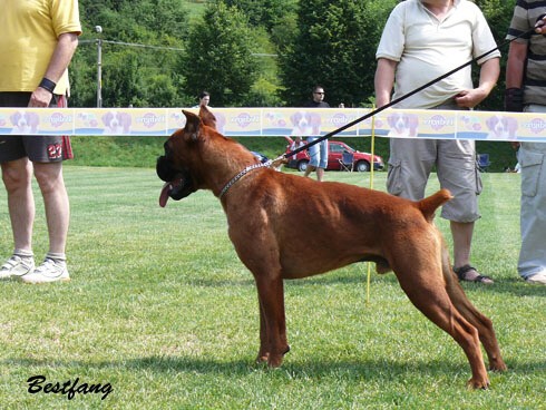 www.boxerklub.sk