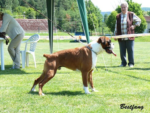 www.boxerklub.sk