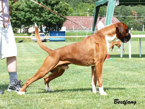 www.boxerklub.sk