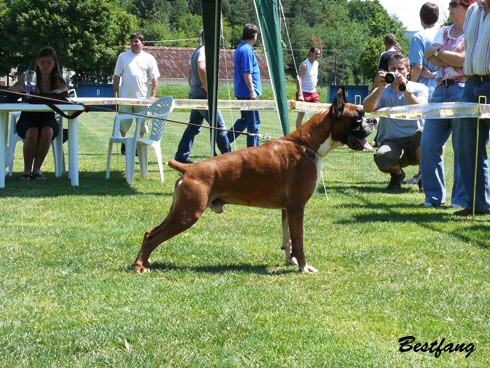 www.boxerklub.sk
