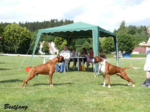 www.boxerklub.sk