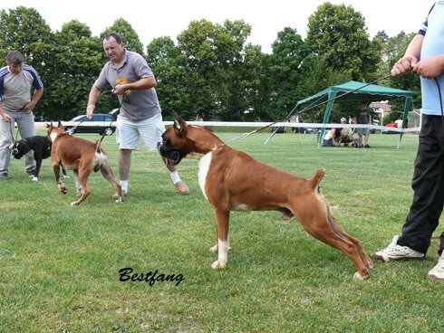 www.boxerklub.sk
