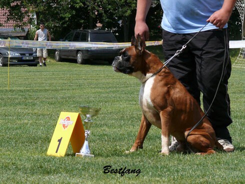 www.boxerklub.sk