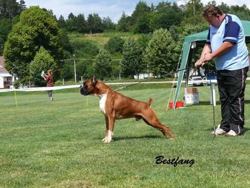 www.boxerklub.sk