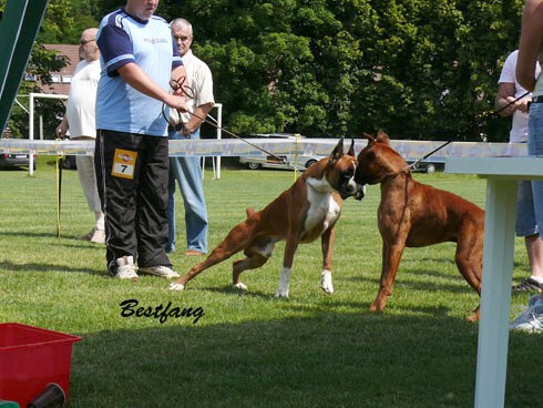 www.boxerklub.sk
